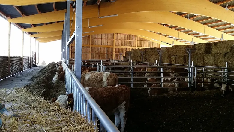 Rinder im offenen Stall mit Holzbindern und Strohballen – Landwirtschaft, Rinderhaltung